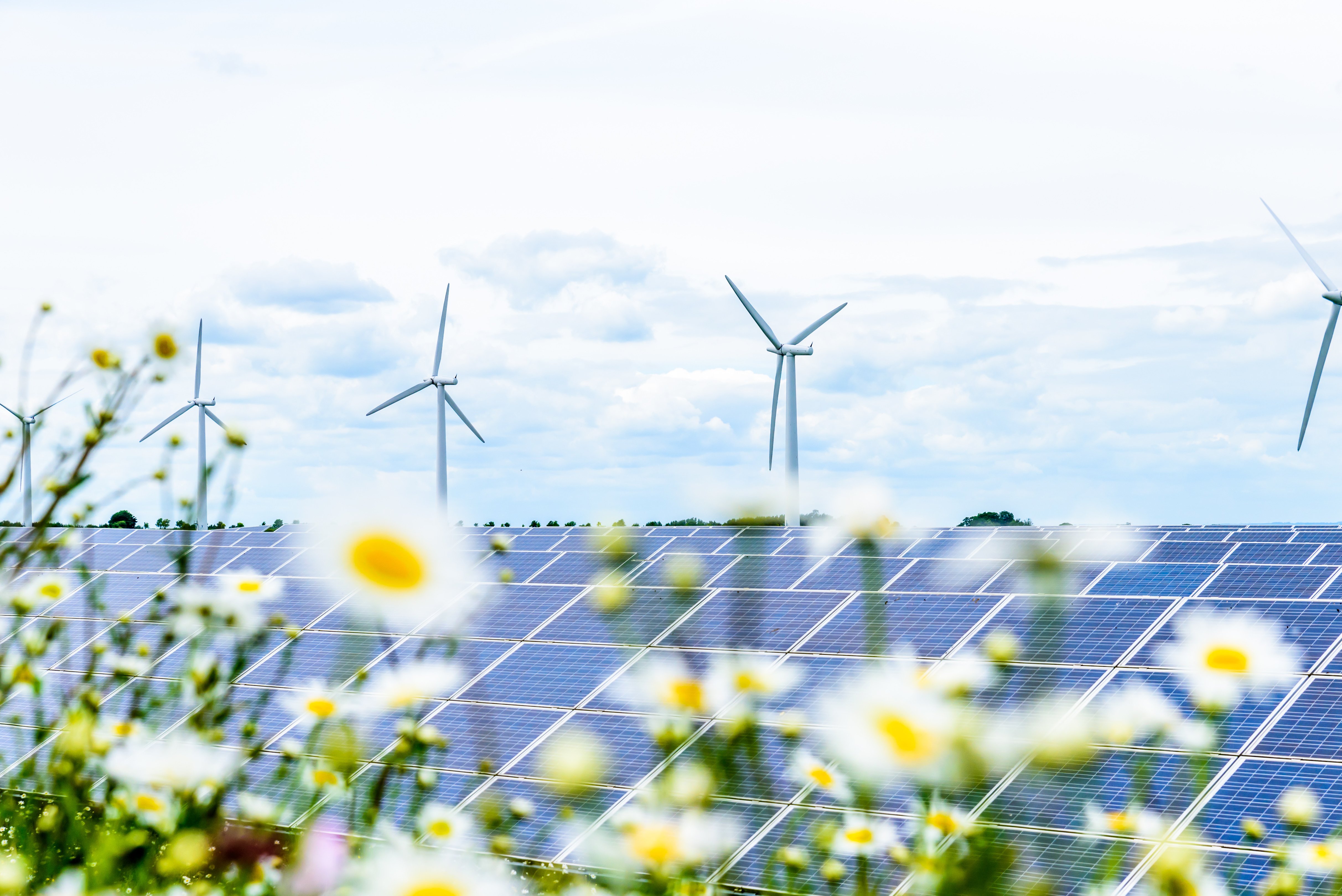 Wind turbines in the background of a solar farm with flowers in the foreground.
