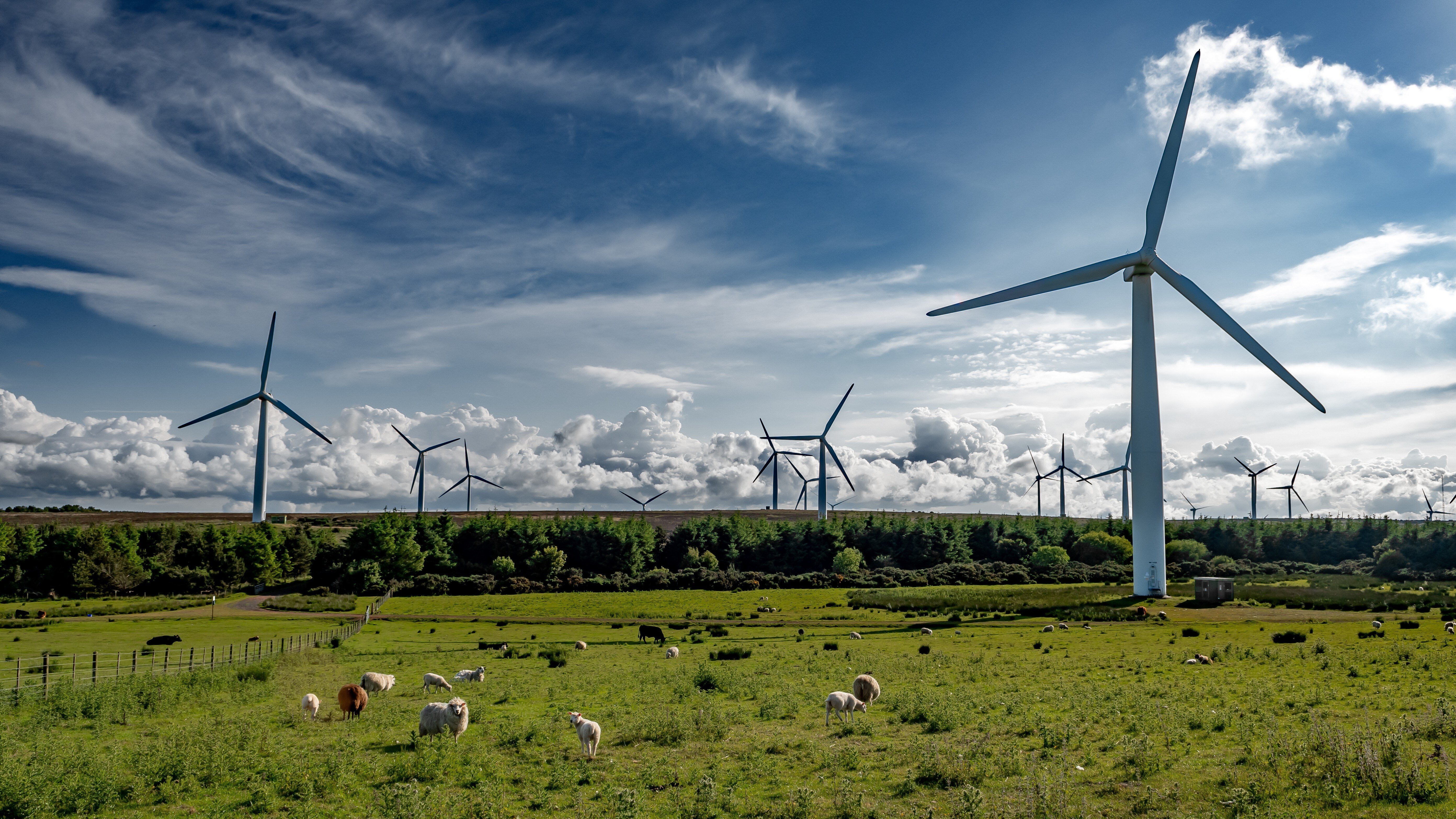 View of a field with wind turbines.