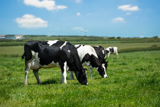 Helping a Dairy Farm Achieve Sustainability and Reduce Costs